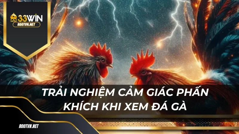 Trải nghiệm cảm giác phấn khích khi xem những chú gà chiến thi đấu